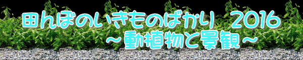 cڂ̂̂΂  QOPU @@@@`Aƌiρ`