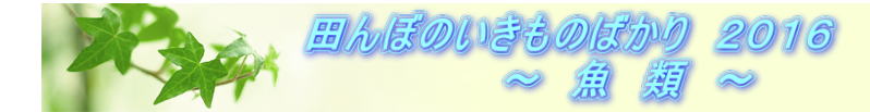 @@@@@@@@@@cڂ̂̂΂@QOPU @@@@@@@@@@@@@@`@@ށ@`
