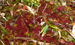 苔紅葉